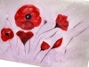 Coquelicots