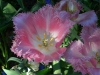 Jardin de Bagatelle