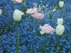Jardin de Bagatelle