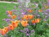 Jardin de Bagatelle