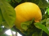 Jardin de Val Rameh
