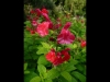 Jardin de Val Rameh