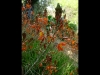 Jardin de Val Rameh