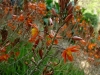 Jardin de Val Rameh