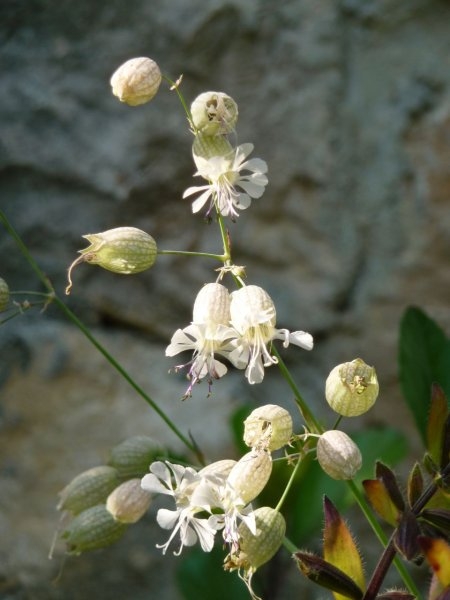 Jardin de Val Rameh