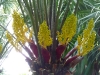 Jardin de Val Rameh