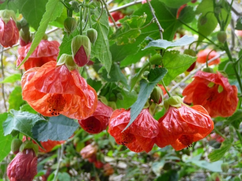 Jardin de Val Rameh