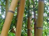 Jardin de Val Rameh