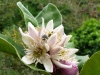 Jardin de Val Rameh