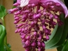Jardin de Val Rameh